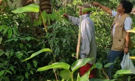 Journée Internationale des Forêts : Un Appel Urgent pour la Préservation des Forêts du Bassin du Congo.