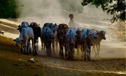 Pastoralisme et climat : une réalité aussi au Sud et à l’Est du Cameroun