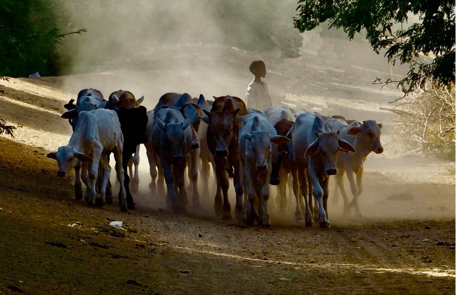 Pastoralisme et climat : une réalité aussi au Sud et à l’Est du Cameroun